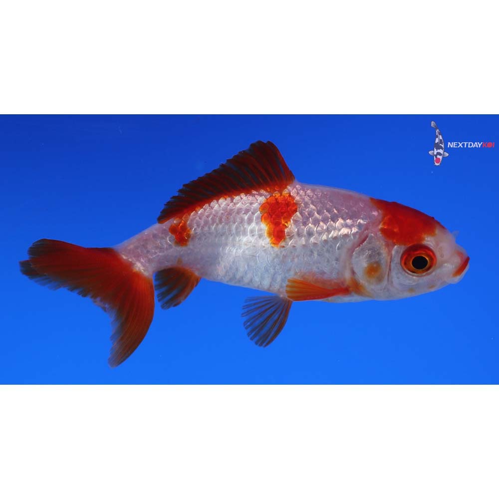 3” Imported Red and White Wakin
