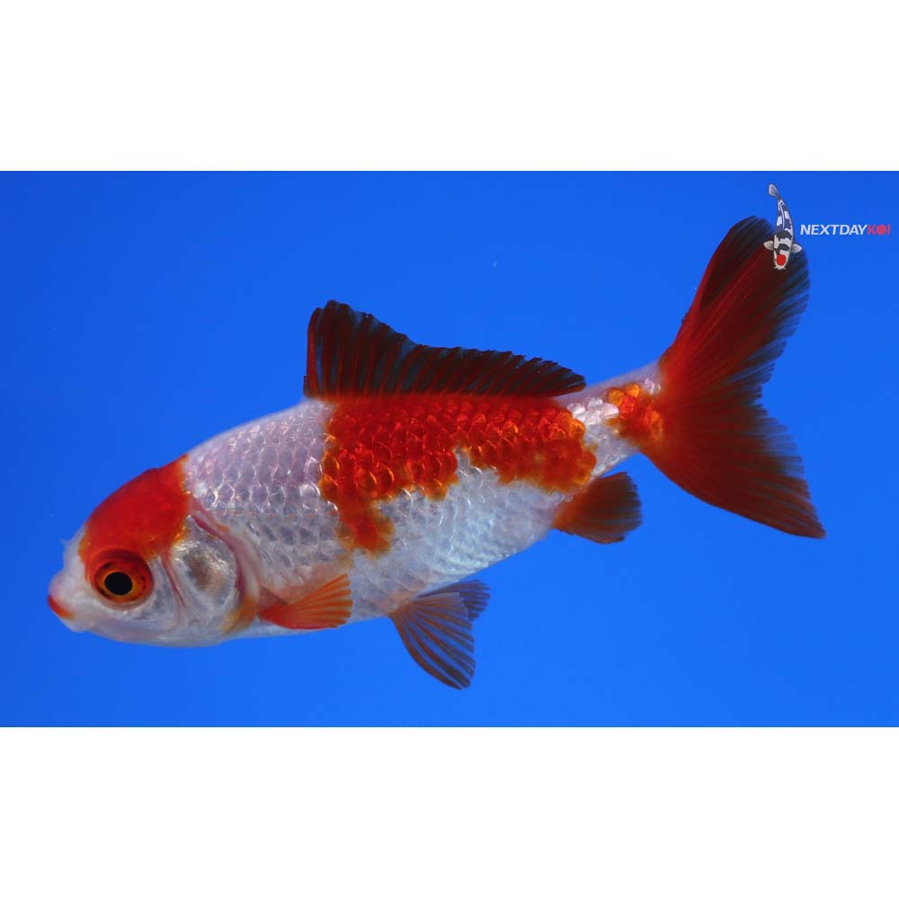 3” Imported Red and White Wakin