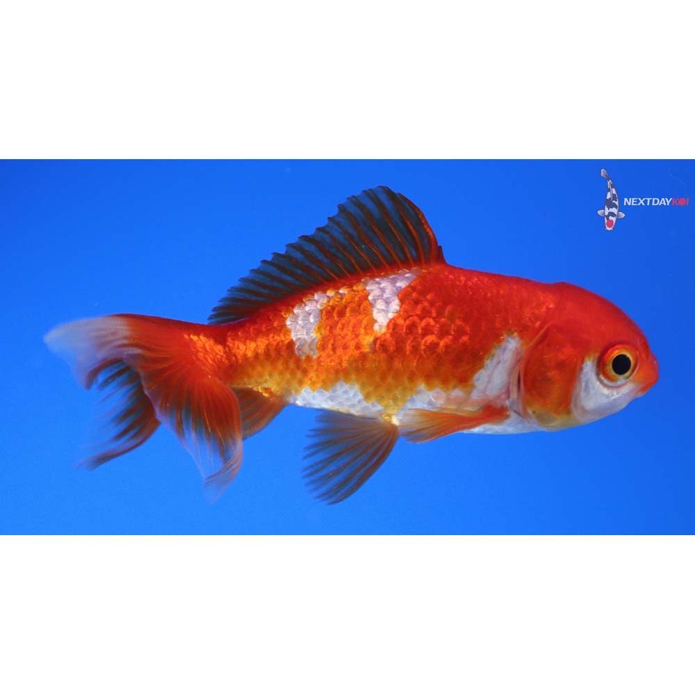 3.5” Imported Red and White Wakin