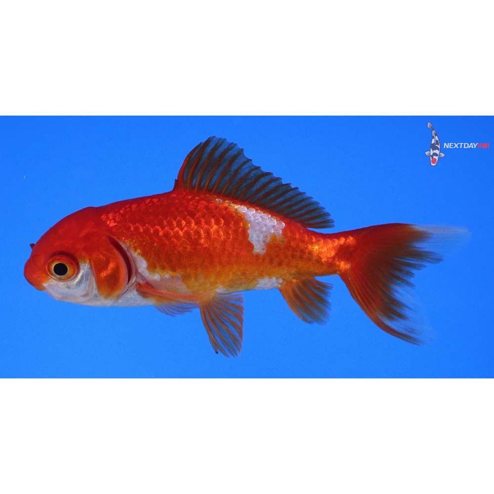 3.5” Imported Red and White Wakin