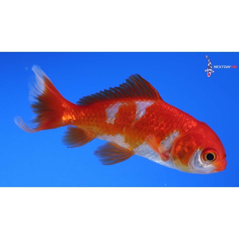 3.5” Imported Red and White Wakin