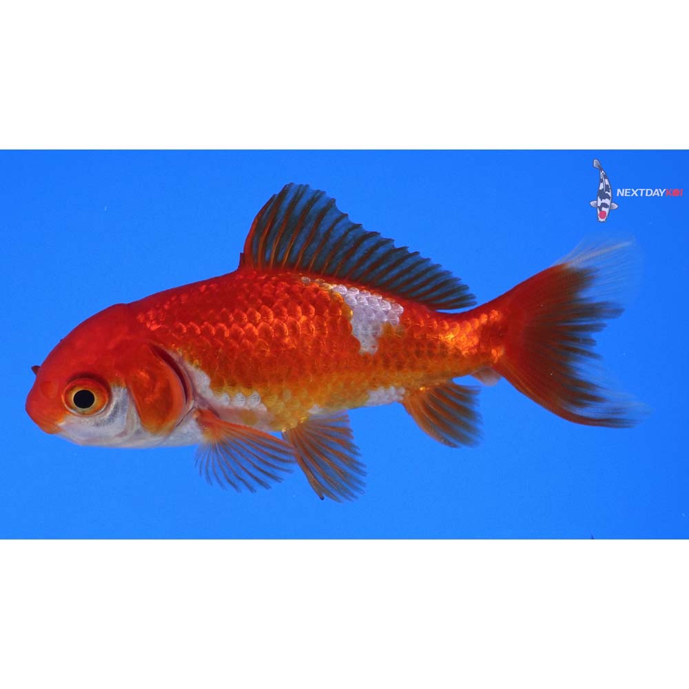 3.5” Imported Red and White Wakin