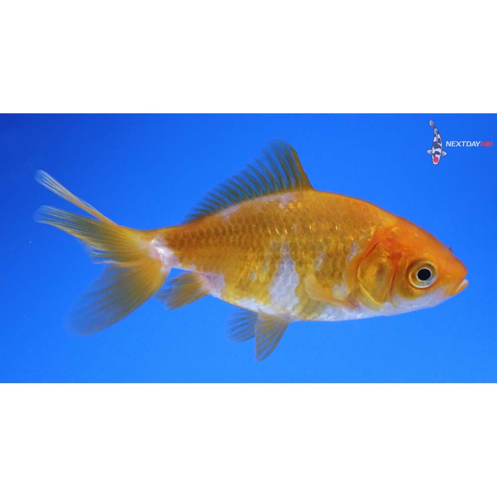 3.5” Imported Red and White Wakin