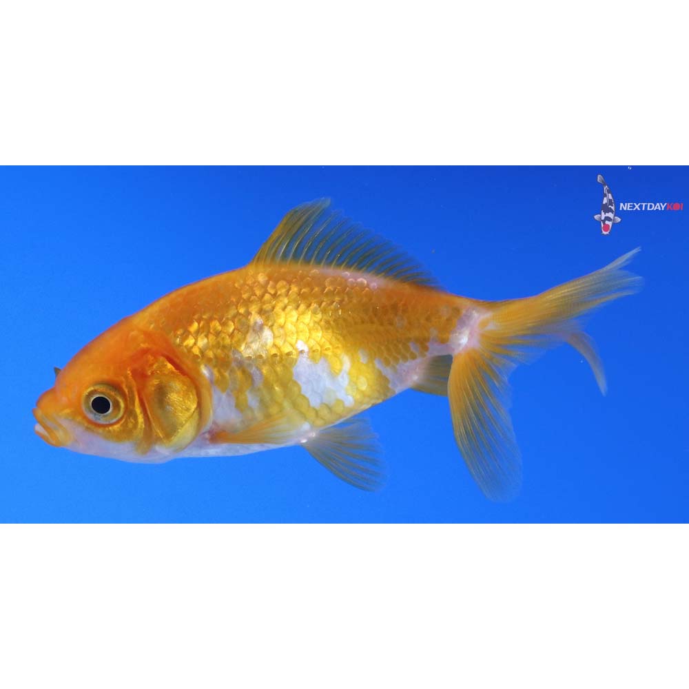 3.5” Imported Red and White Wakin