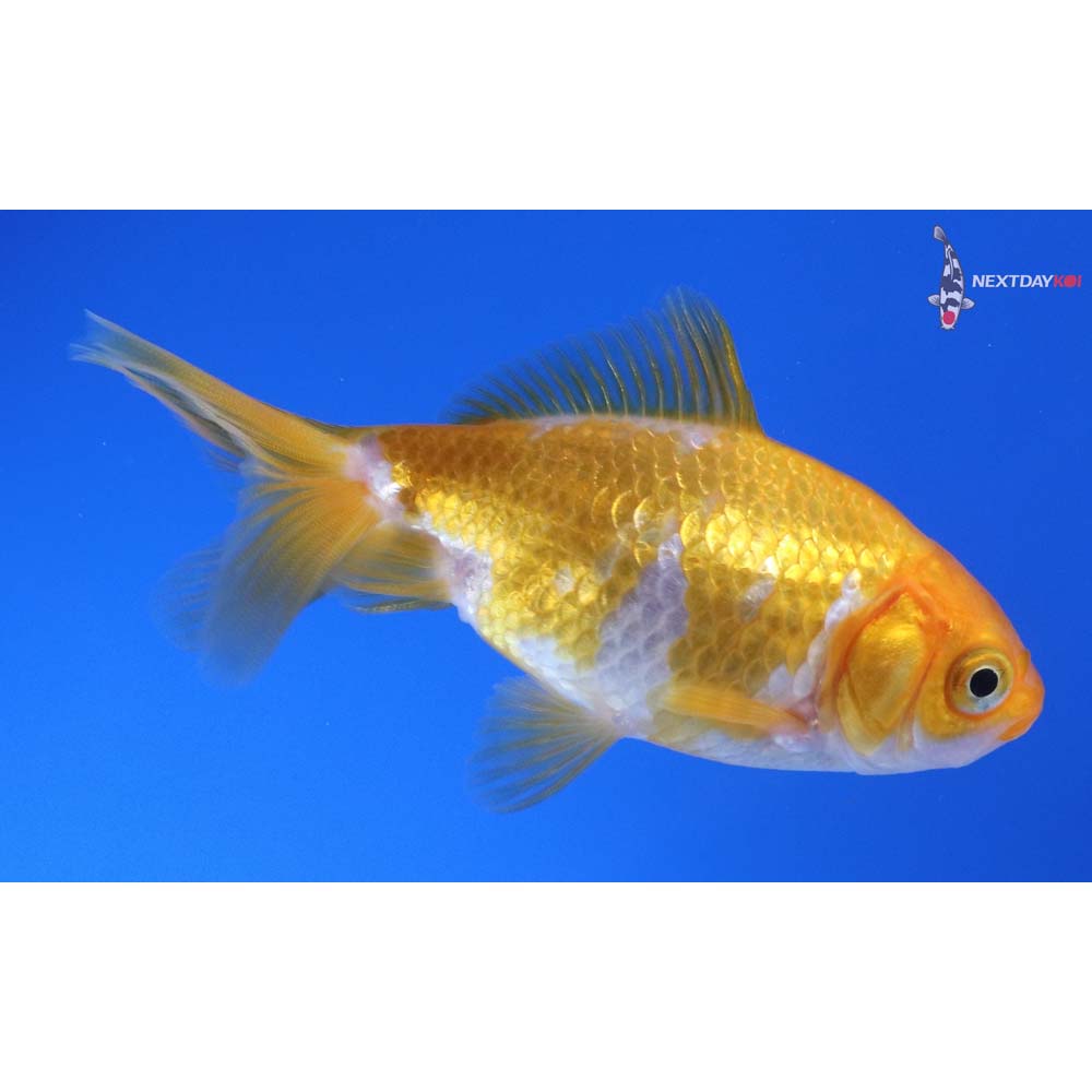 3.5” Imported Red and White Wakin