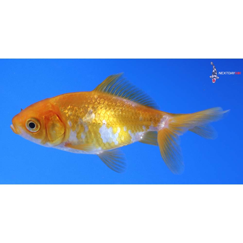 3.5” Imported Red and White Wakin
