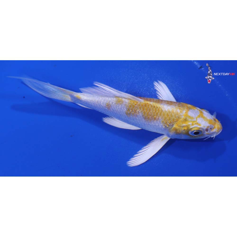4” Imported Lemon Hariwake Butterfly Koi