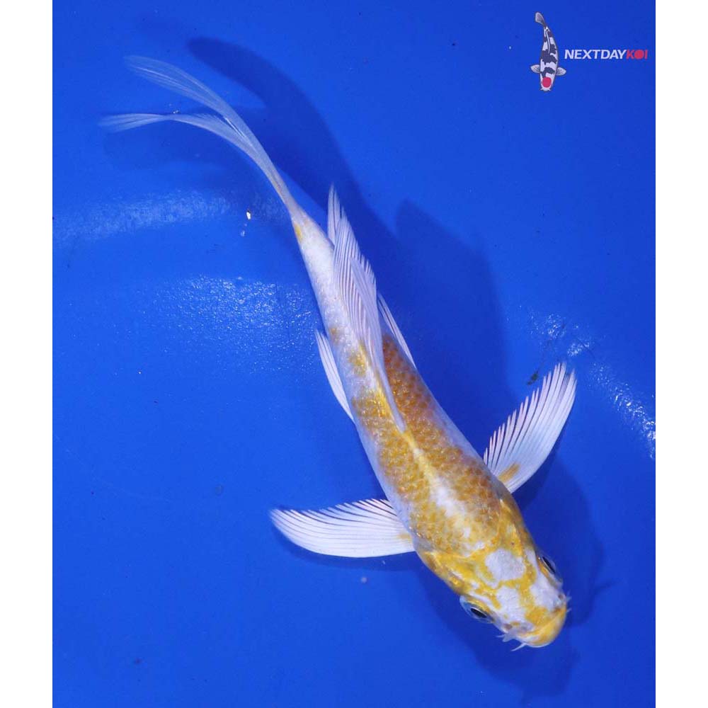 4” Imported Lemon Hariwake Butterfly Koi