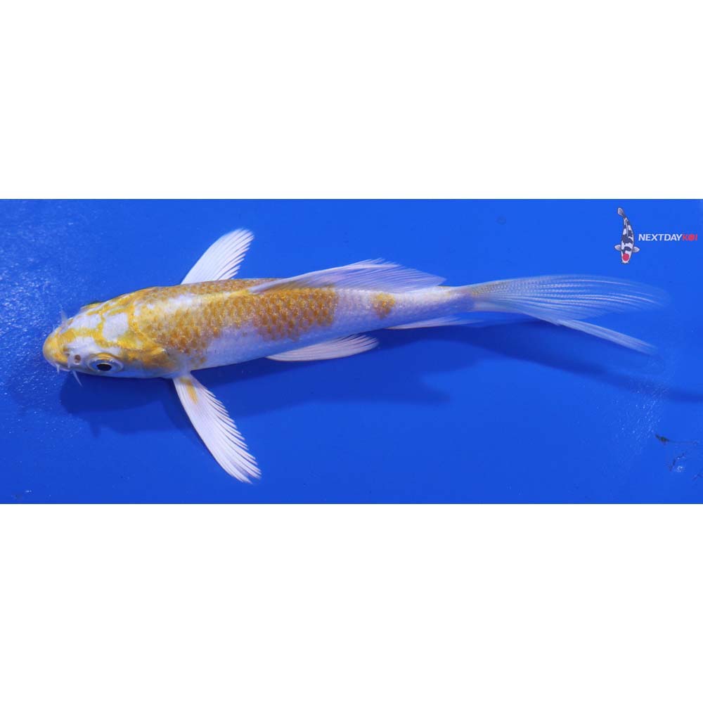 4” Imported Lemon Hariwake Butterfly Koi