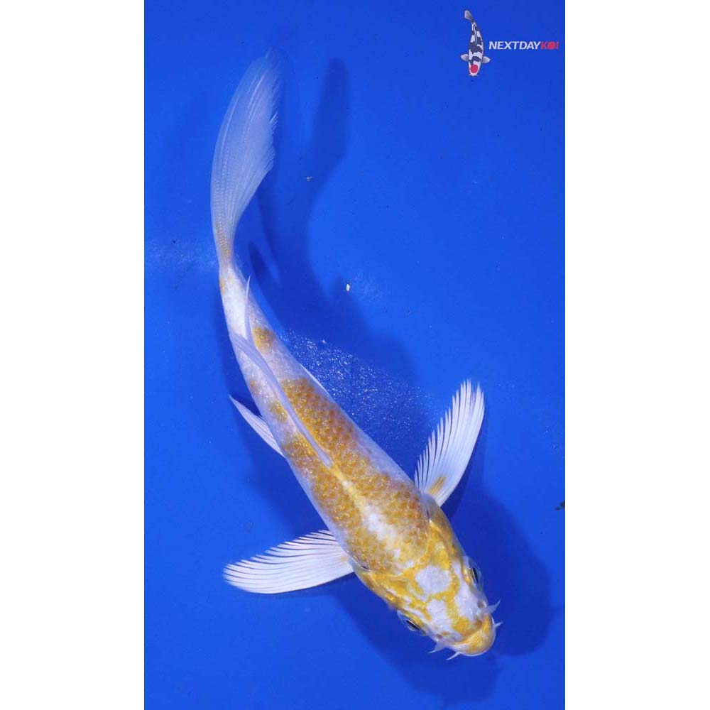 4” Imported Lemon Hariwake Butterfly Koi
