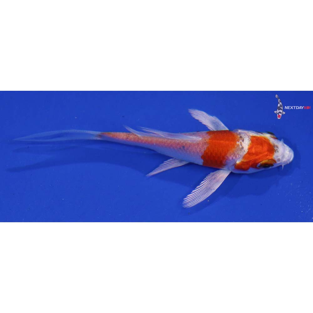 3” Imported Hariwake Butterfly Koi