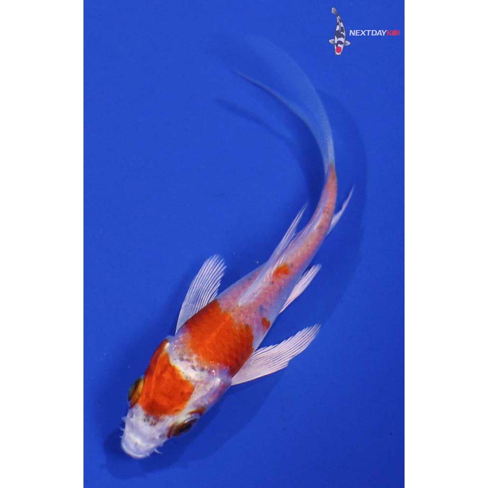 3” Imported Hariwake Butterfly Koi