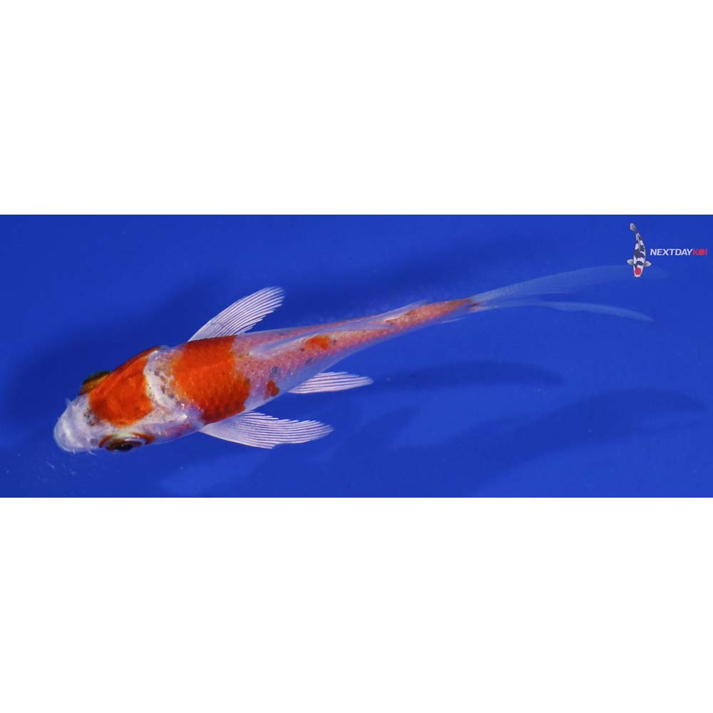 3” Imported Hariwake Butterfly Koi