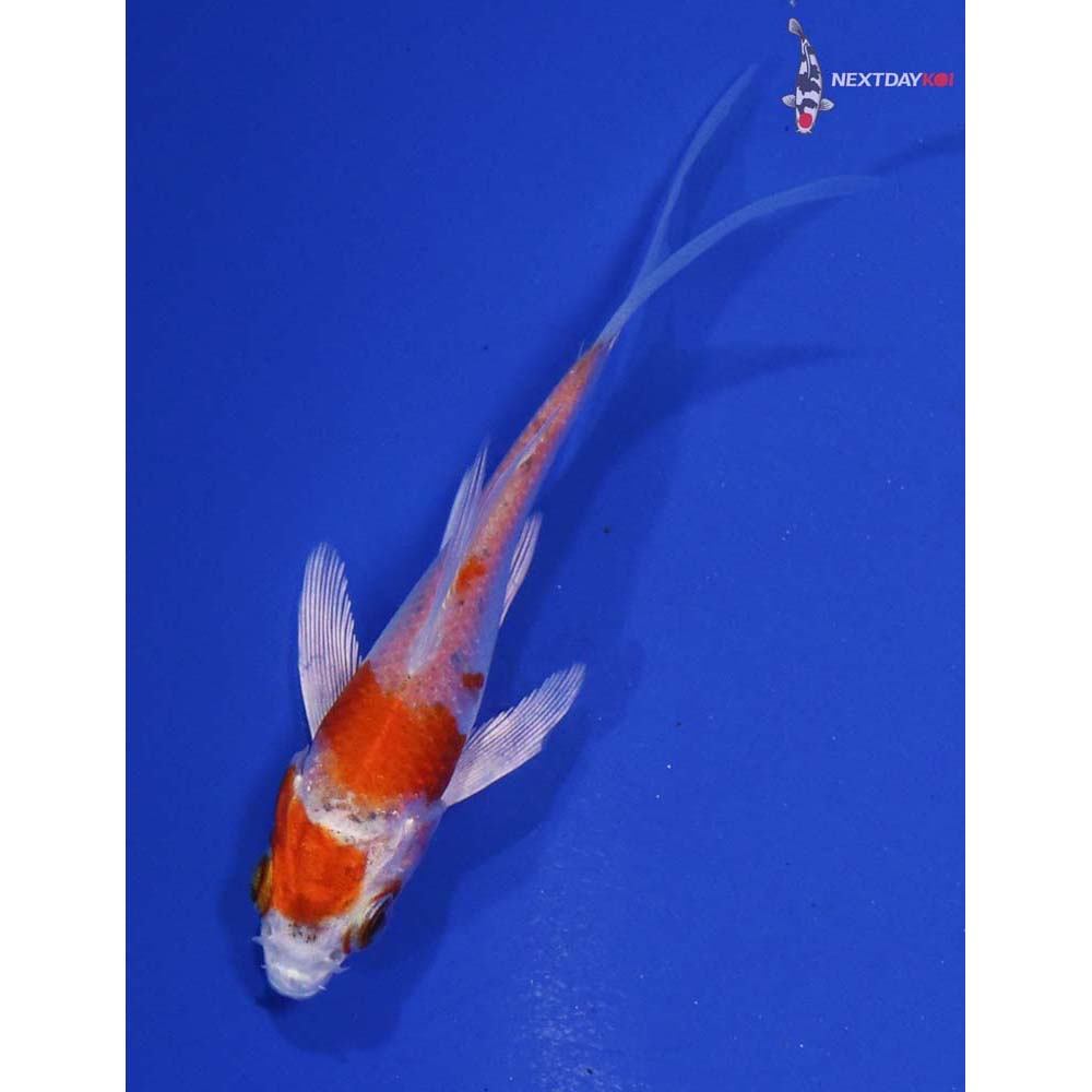 3” Imported Hariwake Butterfly Koi