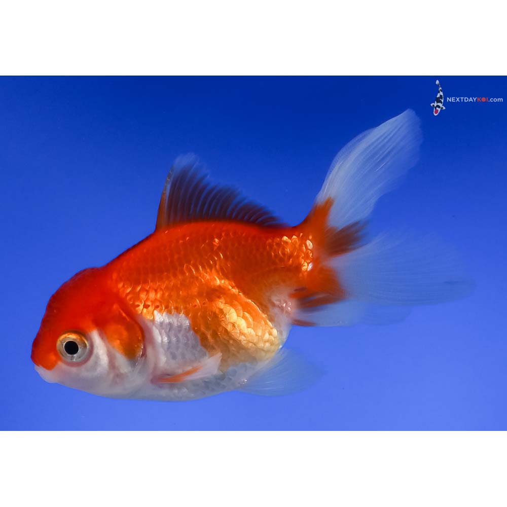 3.5” Imported Red and White Oranda