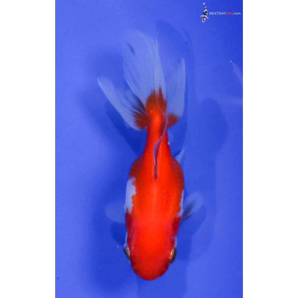 3.5” Imported Red and White Oranda