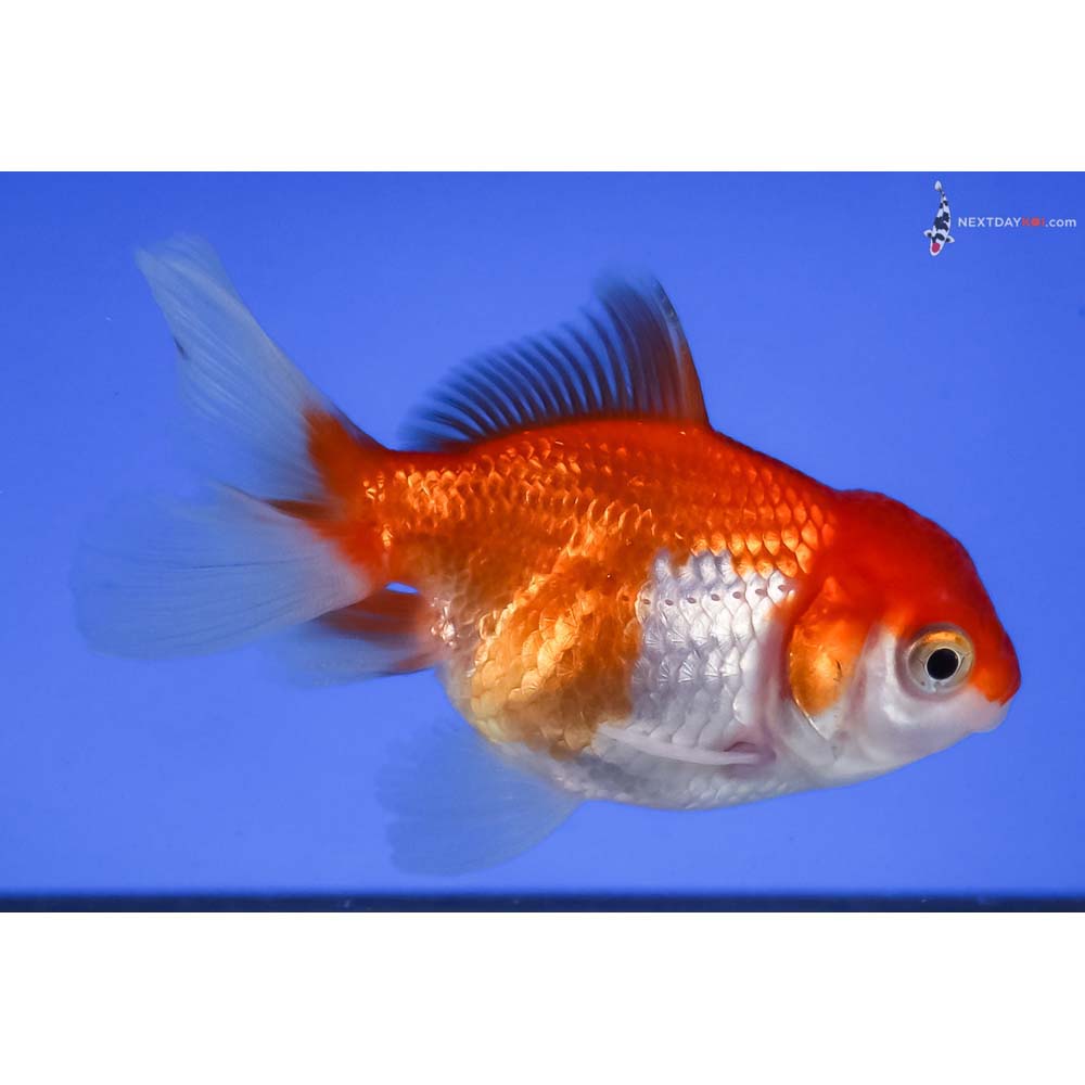 3.5” Imported Red and White Oranda
