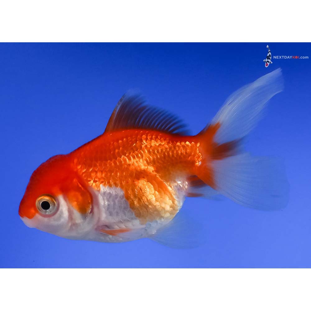 3.5” Imported Red and White Oranda