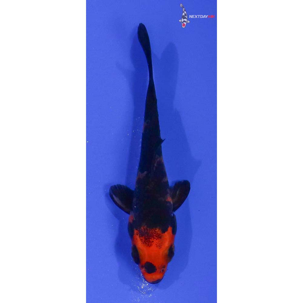 3” Imported Aka Bekko