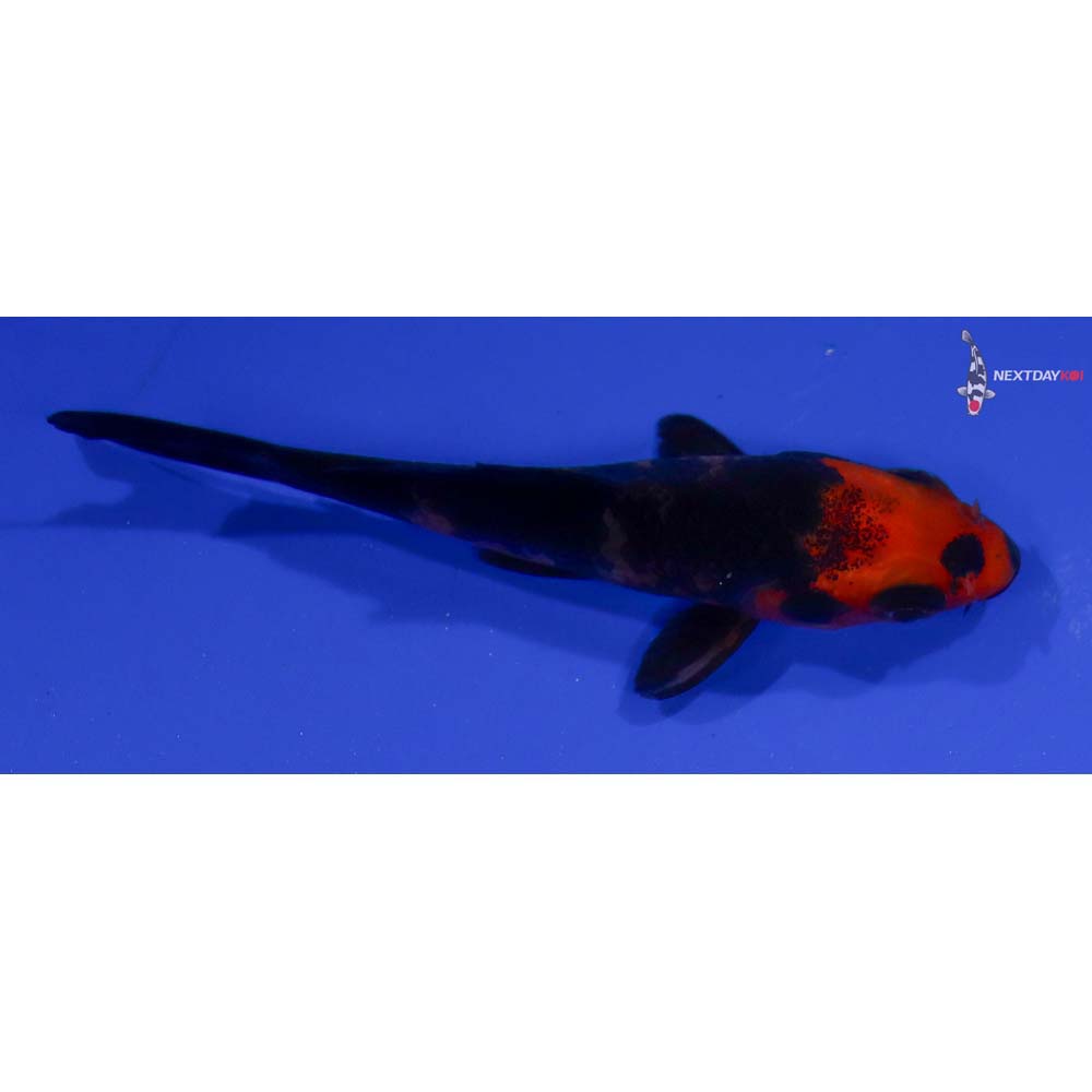 3” Imported Aka Bekko