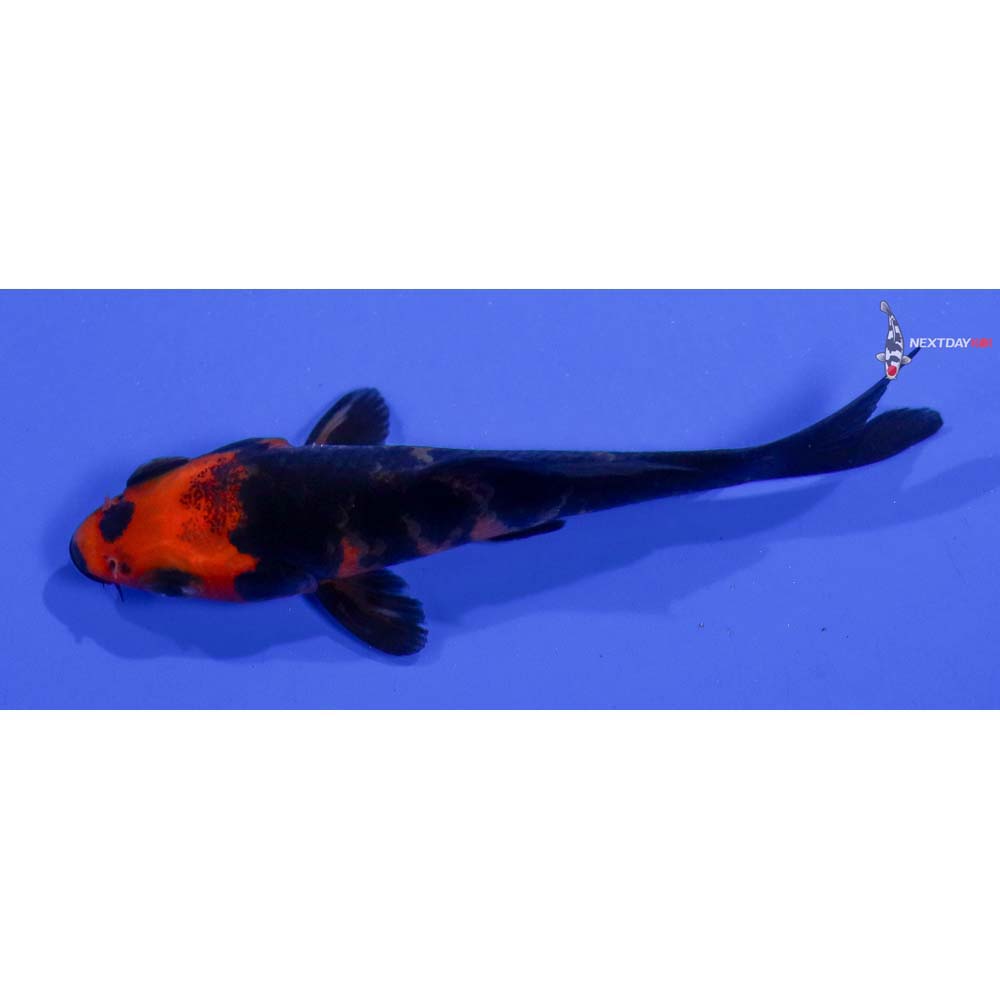3” Imported Aka Bekko
