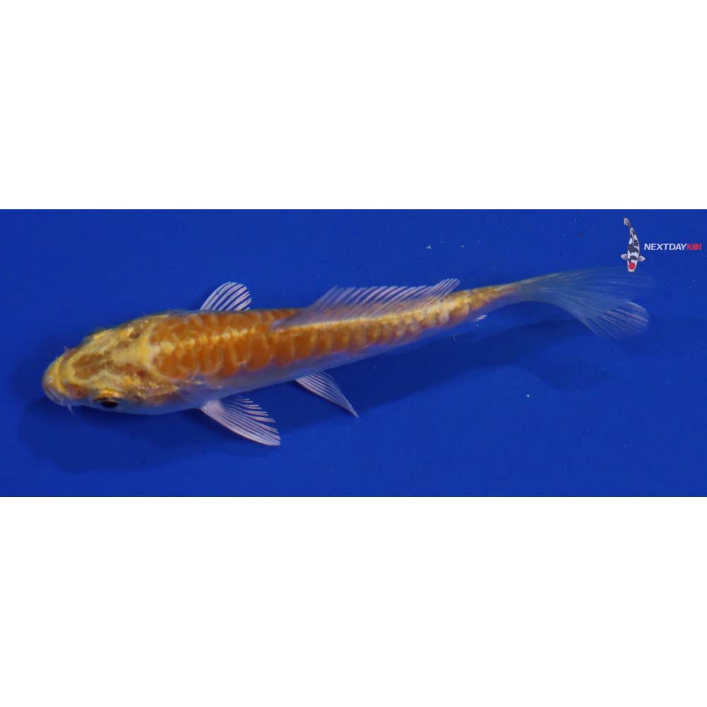 3.5” Imported Doitsu Lemon Hariwake