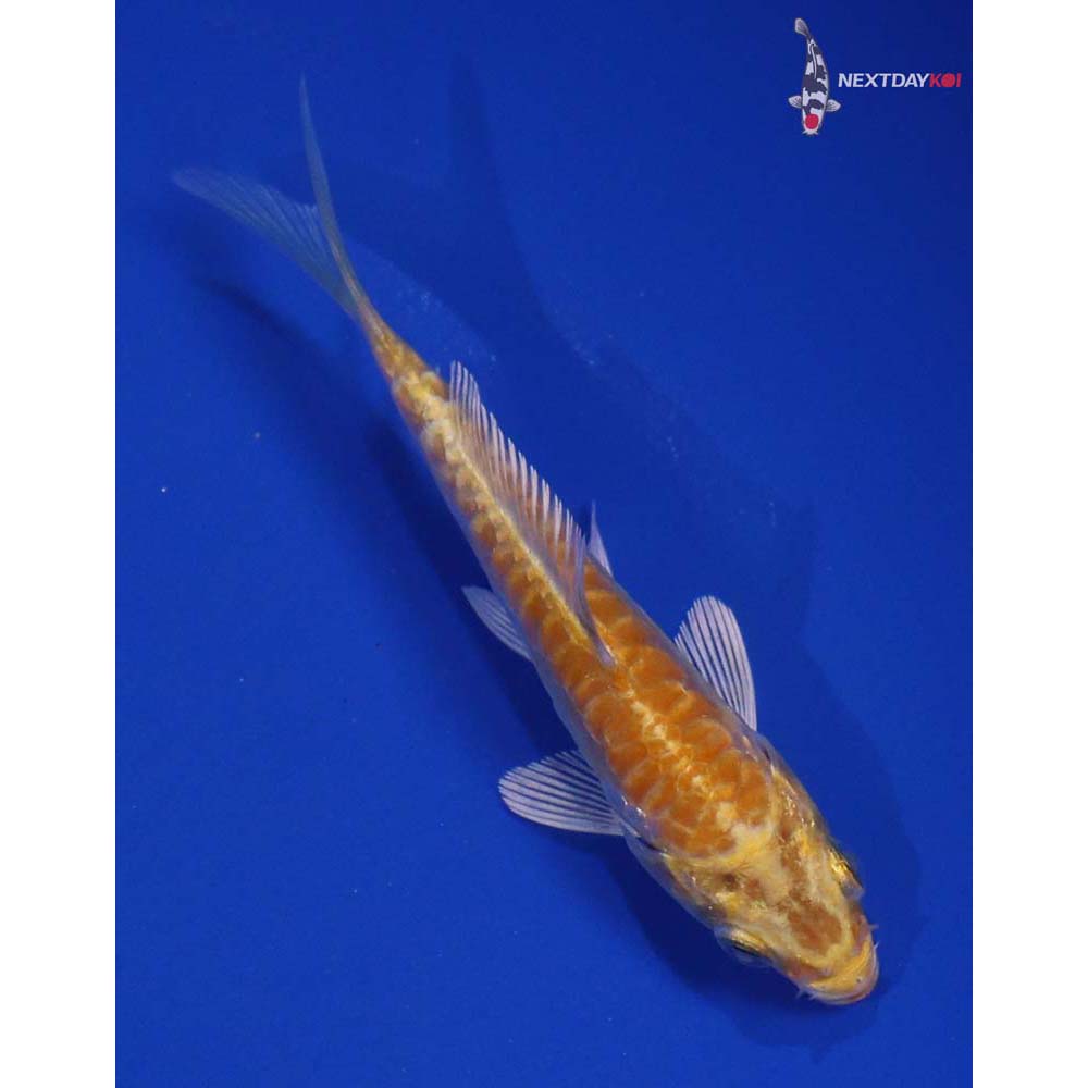 3.5” Imported Doitsu Lemon Hariwake
