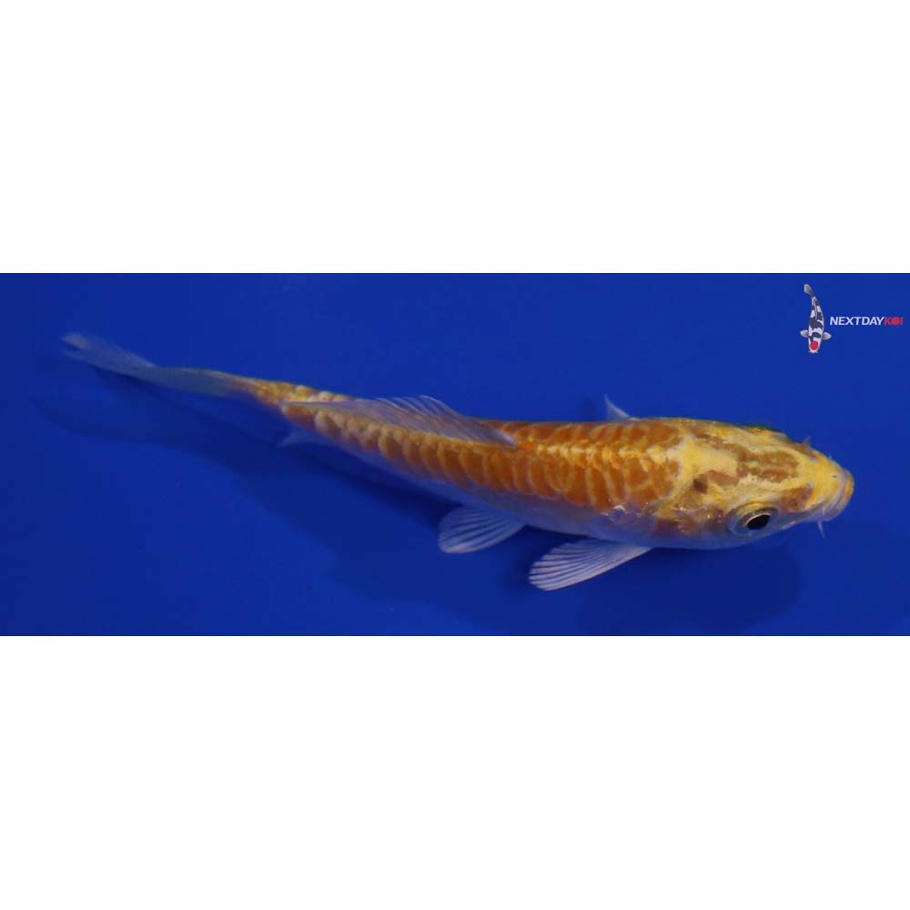 3.5” Imported Doitsu Lemon Hariwake