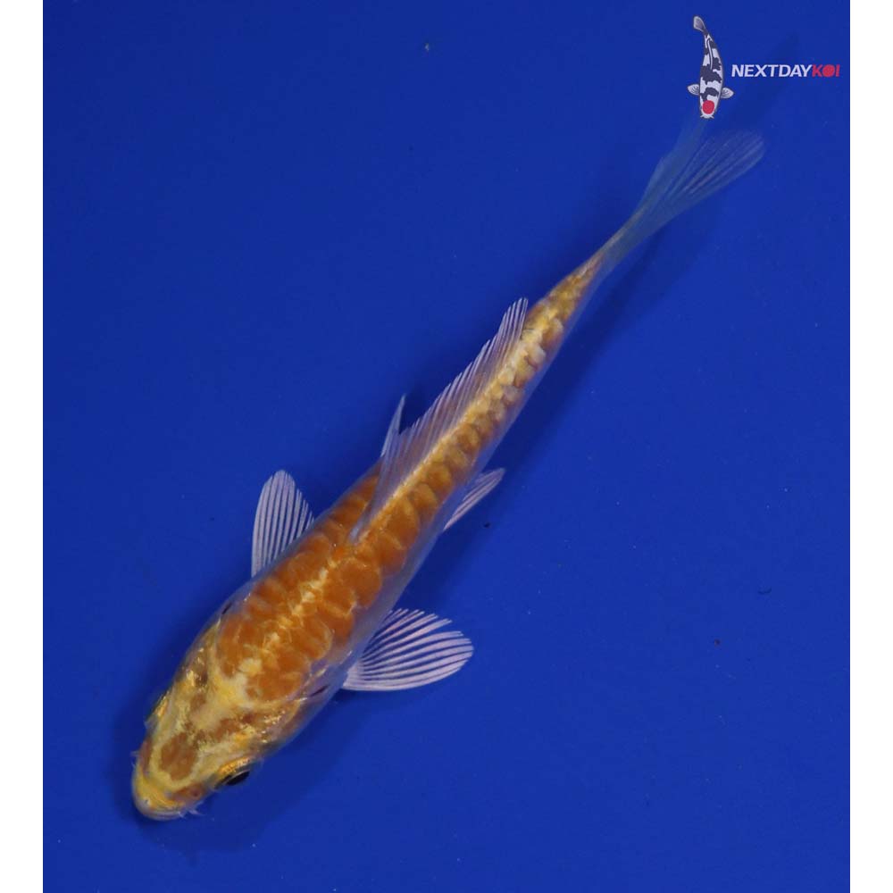 3.5” Imported Doitsu Lemon Hariwake