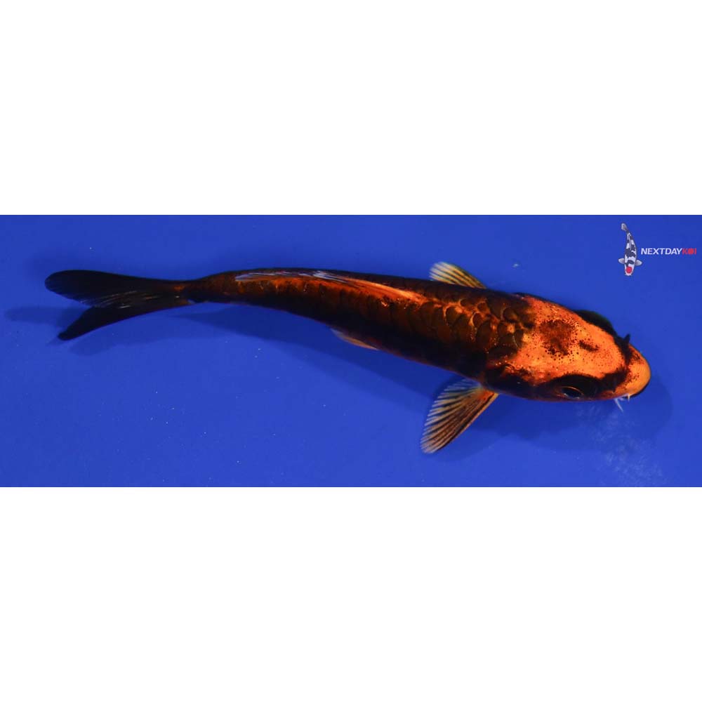 3” Imported Kin Kikokuryu
