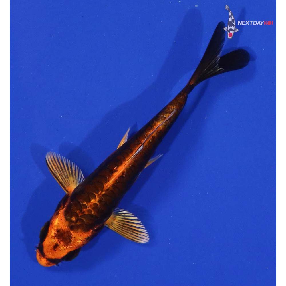 3” Imported Kin Kikokuryu