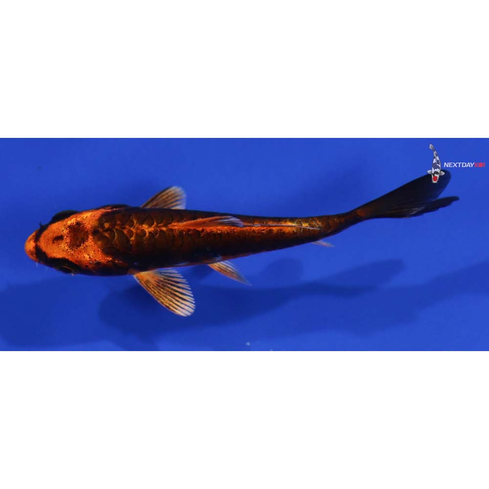 3” Imported Kin Kikokuryu