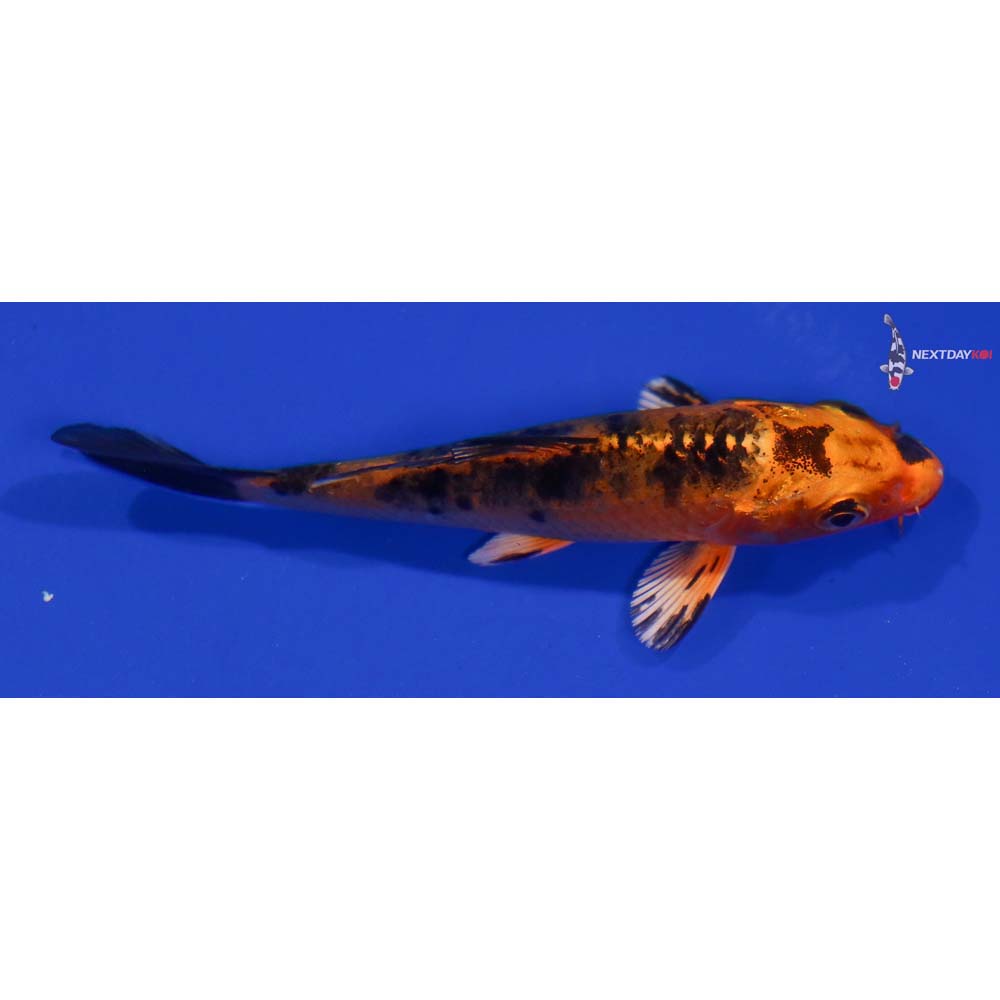 4” Imported Kin Aka Bekko
