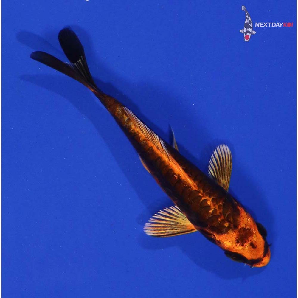 3” Imported Kin Kikokuryu