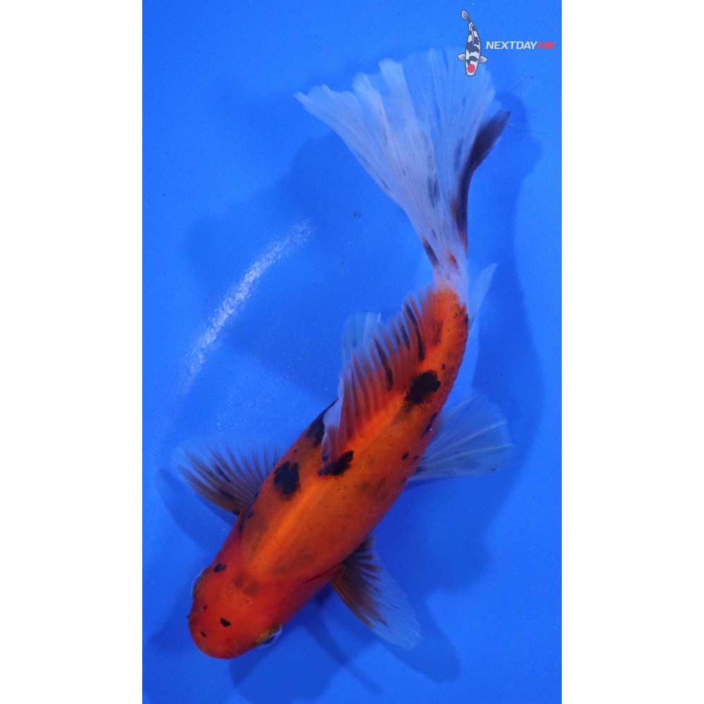 4.5” Imported Bristol Shubunkin