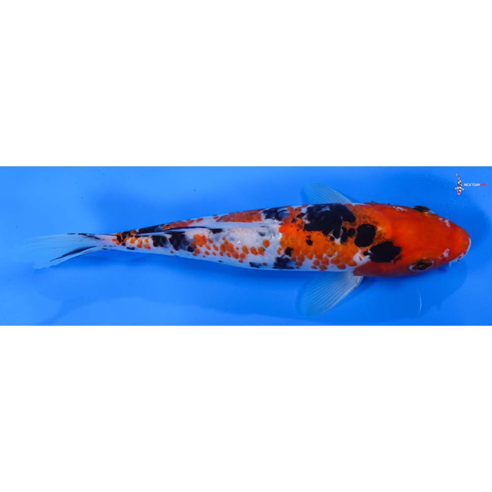 8” Imported Sanke