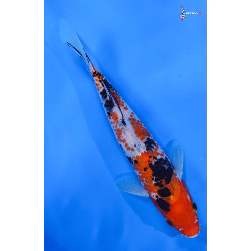 8” Imported Sanke