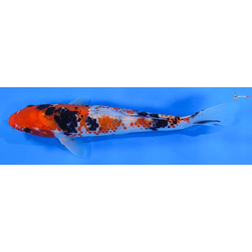 8” Imported Sanke