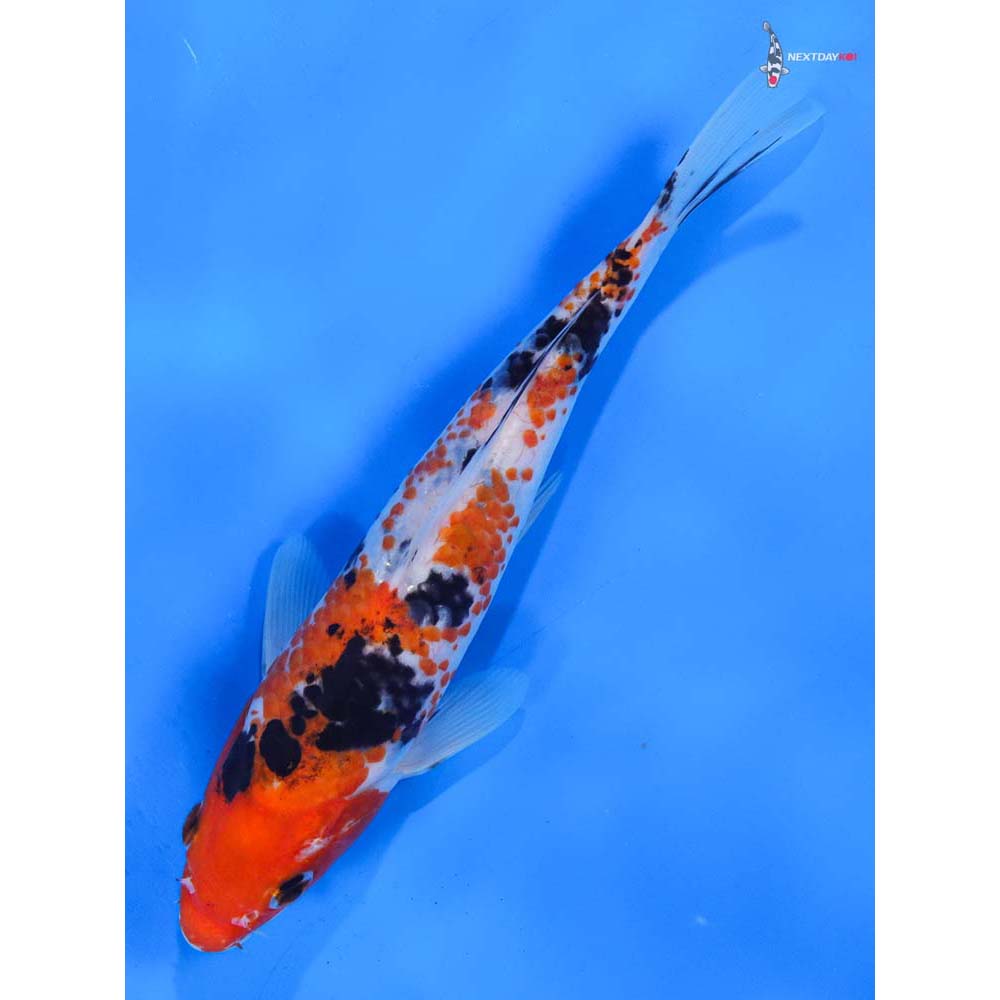 8” Imported Sanke