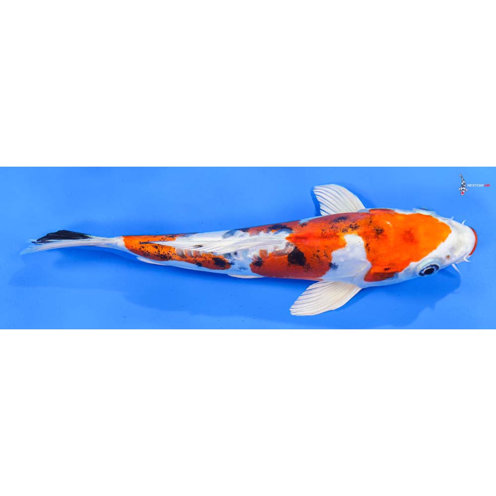 8” Imported Heisei Nishiki