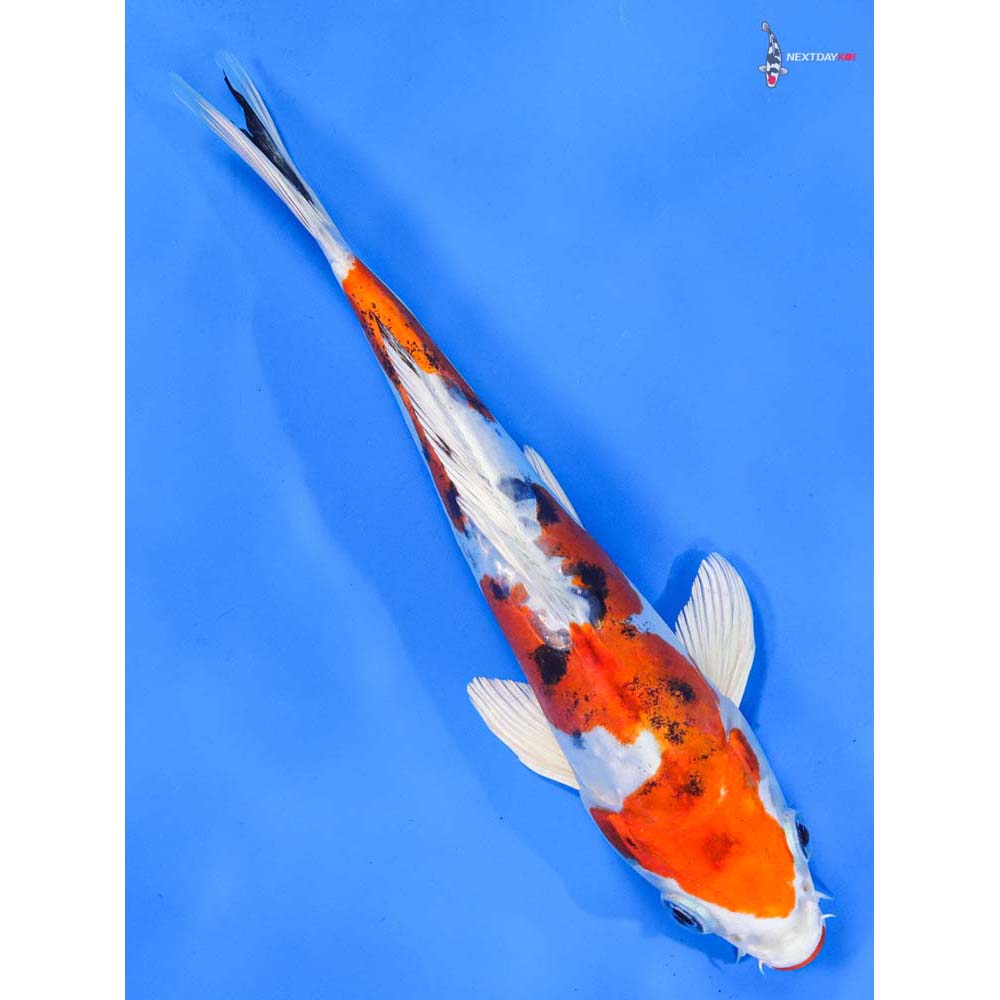 8” Imported Heisei Nishiki