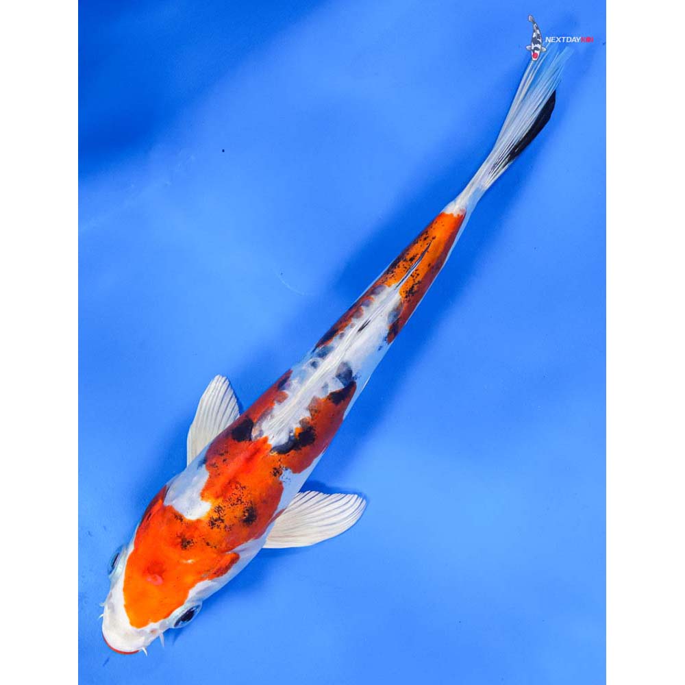 8” Imported Heisei Nishiki