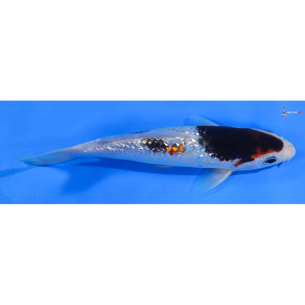 7.5” Imported Gin Rin Goromo