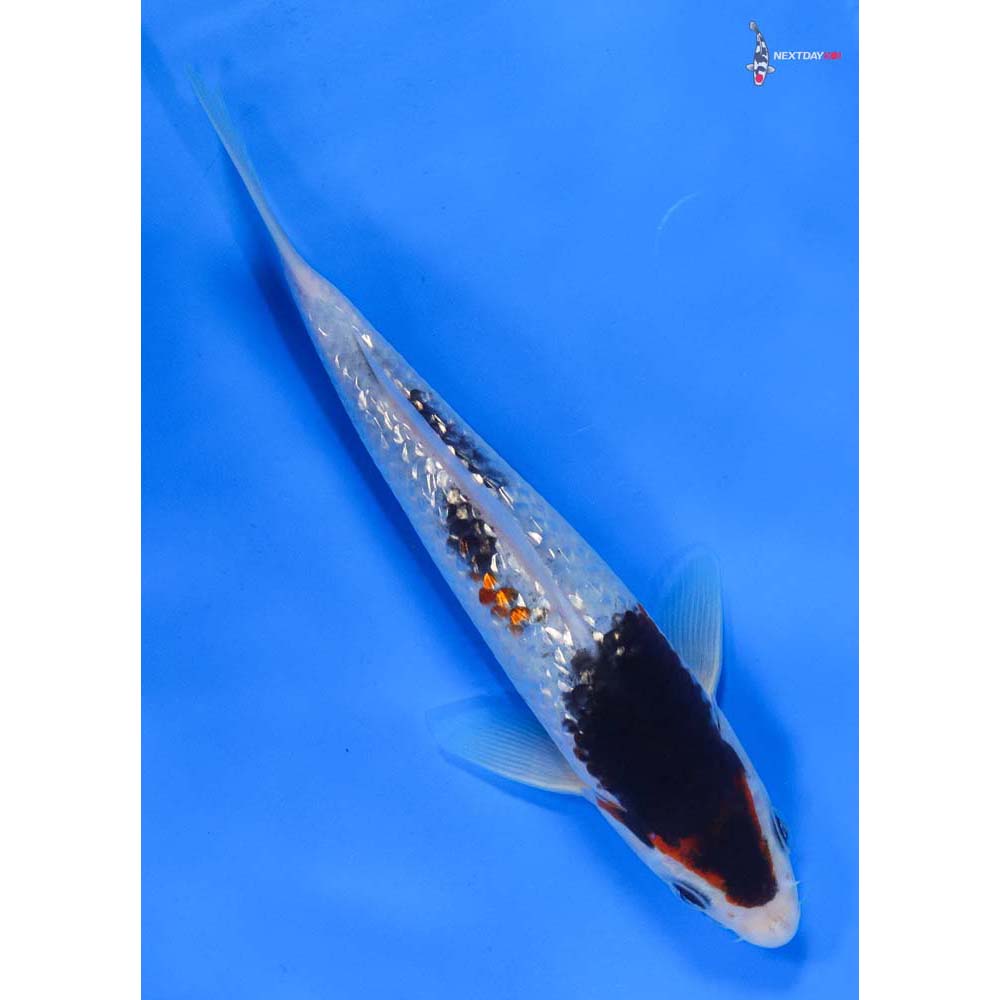 7.5” Imported Gin Rin Goromo