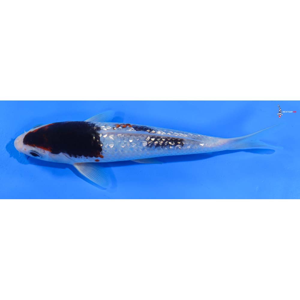 7.5” Imported Gin Rin Goromo