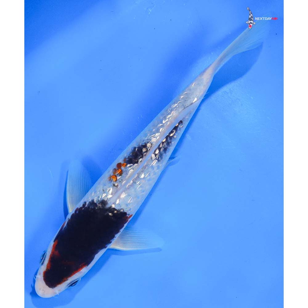 7.5” Imported Gin Rin Goromo