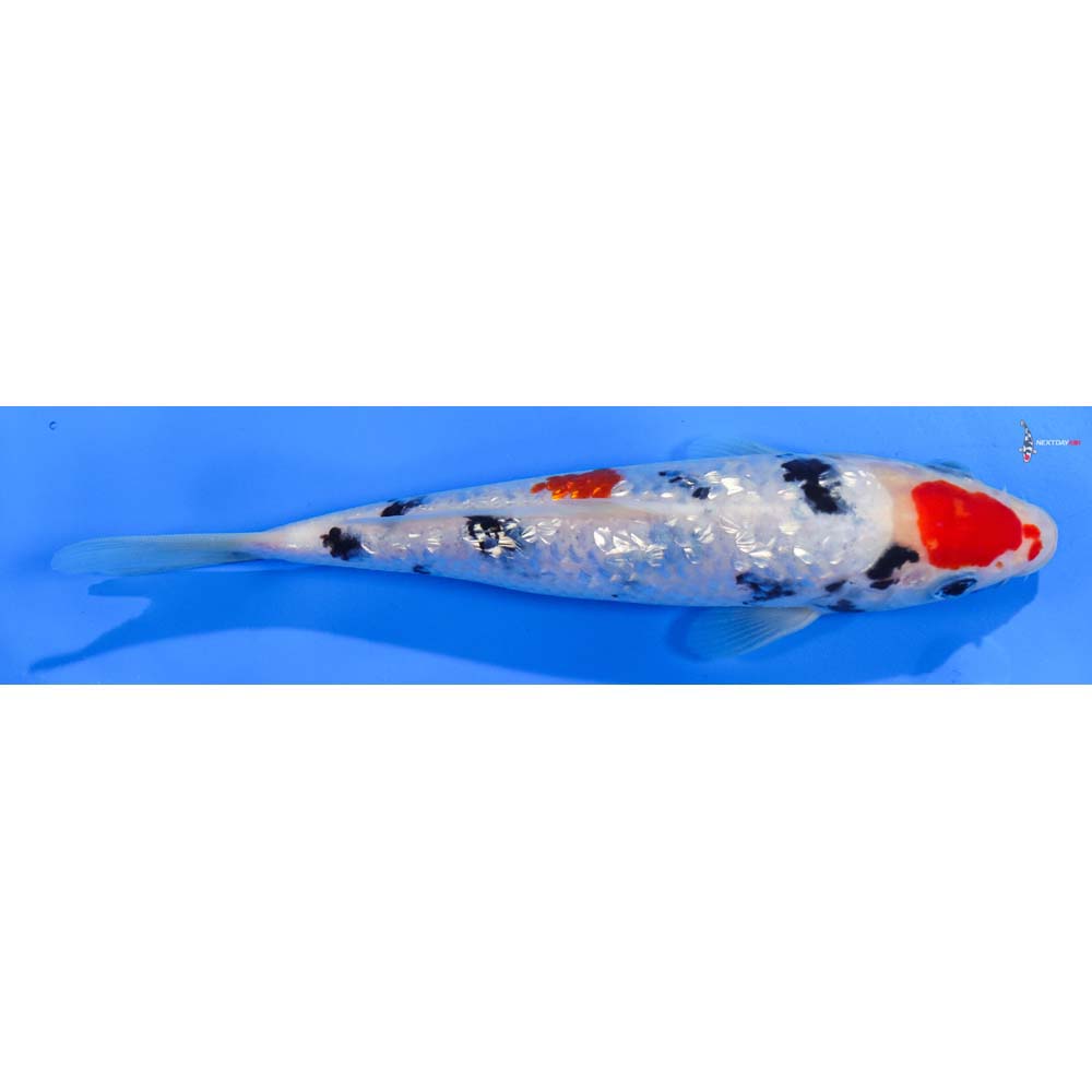 7.5” Imported Gin Rin Sanke