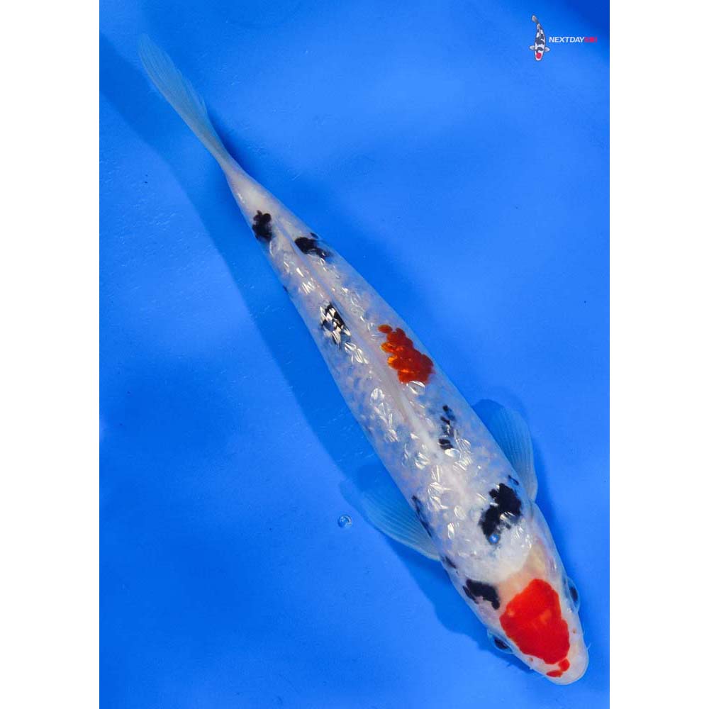 7.5” Imported Gin Rin Sanke