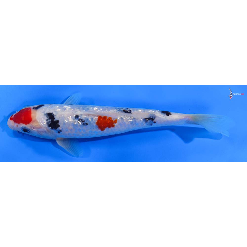 7.5” Imported Gin Rin Sanke