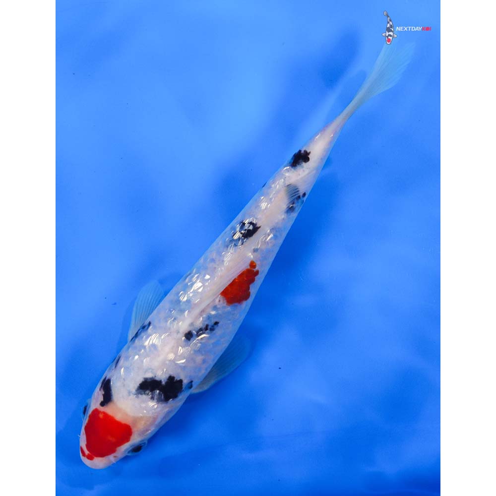 7.5” Imported Gin Rin Sanke